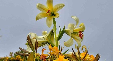 Bu çiçeği koparmanın cezası 245 bin TL