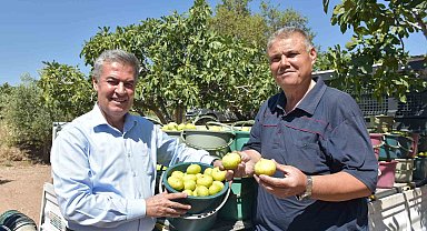 Buharkent'te taze incir hasadı başladı