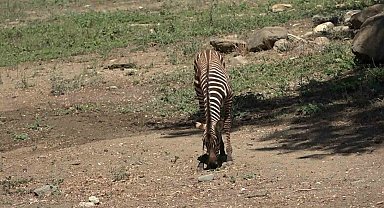 Bursa Hayvanat Bahçesi'nde zebra ailesi genişliyor