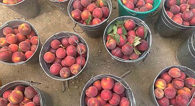 Bursa şeftalisinde hasat başladı çiftçi fiyattan memnun