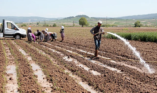 Bursa Yenişehir Ovası'ndan su krizi uyarısı! Yenişehir'de su seviyesi tehlikede!