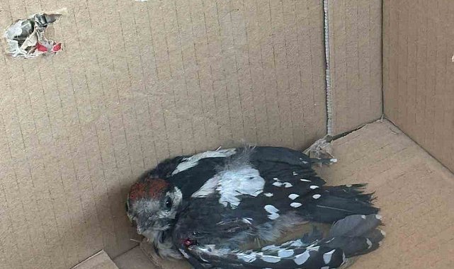 Bursa'da yaralı ağaçkakan tedavi altına alındı