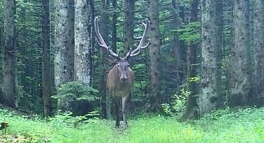 Bursa'nın dağlarında kızıl geyik, fotokapana takıldı