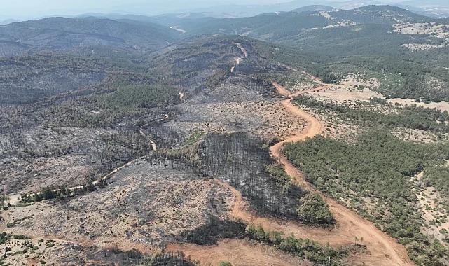 Bursa'da yanan ormanlar yeniden yeşerecek... 11 Kasım'da fidan dikimine davet