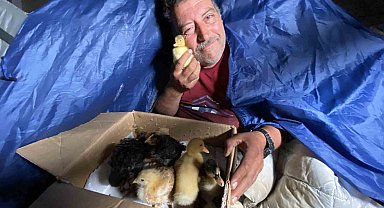 Çadırda civcivlerle zorlu yaşam