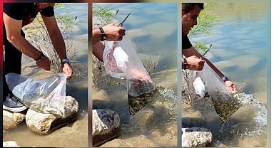 Çamardı'da göletlere yavru sazan bırakıldı