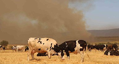 Çanakkale'deki yangında köylüler hayvanlarını korumak için tarlalarda bekletiyor