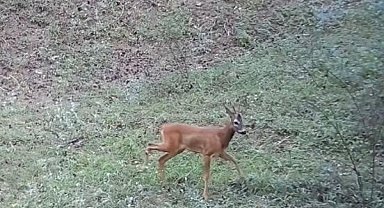 Çankırı'da yaban hayatı fotokapanda