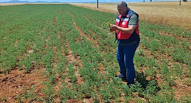 Çavdarhisar'da nohut tarlalarının kontrolleri yapıldı