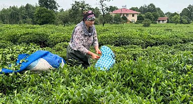 ÇAYKUR'dan 2. Sürgün için "Aceleye getirmeyin" uyarısı
