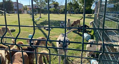 Çeşme'de hayvanseverler el ele verdi, yüzlerce hayvan alevlerden kurtarıldı