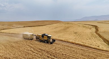 Çiftçinin emeği ürüne dönüştü, hasat mesaisi başladı
