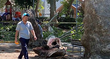 Çınar ağacının kırılan dalı üzerine düşen kişi hayatını kaybetti