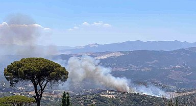Çine'de zeytinlik alanda yangın çıktı