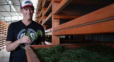 Coğrafi işaretli Bayburt tarhununa Amerika'dan talip çıktı: Yetiştirilen bütün tarhunlar Amerika'ya ihraç edilecek