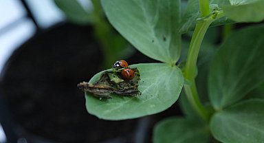 Çorum'da yaprak bitiyle mücadele için doğaya uğur böcekleri salındı