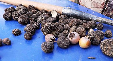 Defne, kestane ve trüf mantarı orman köylüsüne gelir kapısı oluyor