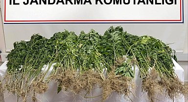 Denizli'de 343 kök Hint keneviri ele geçirildi