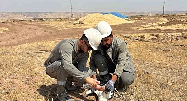 Dicle Elektrik ekipleri bitkin düşen leyleği kurtardı