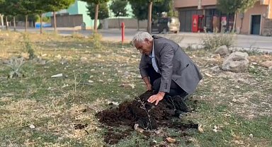 Diyadin'de geleneksel koyun kırkımı devam ediyor