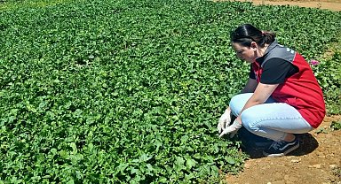 Doğanköy'de hasat öncesi numune alımları devam ediyor