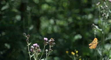 Doğaseverler Kuzuyayla'da 144 farklı tür gözlemledi