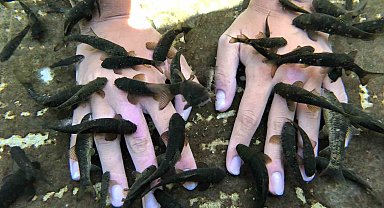 Doktor balıklar, tabiat parkı oldu