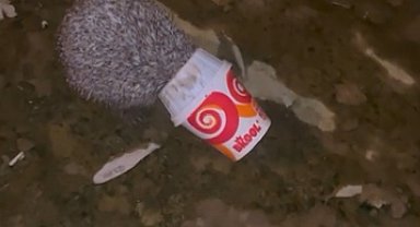 Dondurma kutusuna kafası sıkışan kirpiyi itfaiye kurtardı