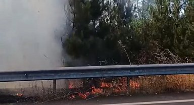 Düğün konvoyundaki meşale çamlık alanı yaktı