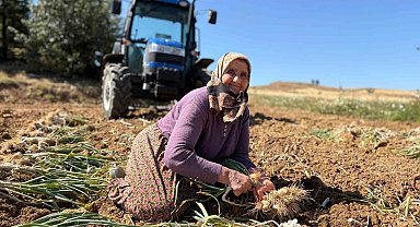 Dünyaca ünlü Taşköprü sarımsağında hasat dönemi başladı