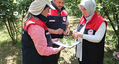 Düzce'de fındık hasat tarihleri belli oldu
