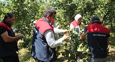 Düzce'de fındık rekolte tespiti sürüyor