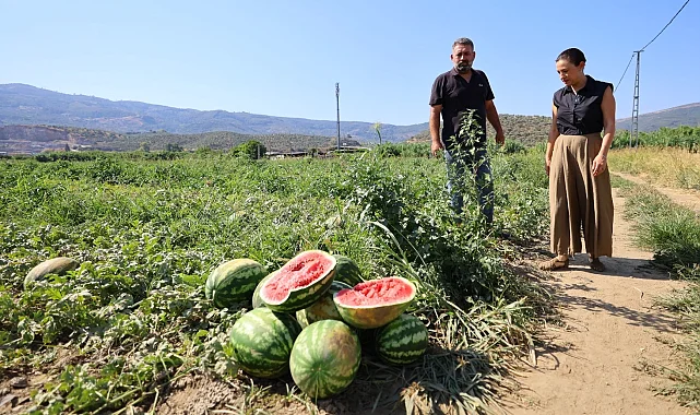 Efes Selçuk'ta karpuz tarlasında umut filizlendi! Üretici çaresiz, belediye destekte