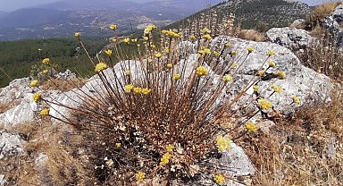 EKODOSD Başkanı Sürücü uyardı: "Aydın Ölmez çiçeği parmakla sayılacak kadar kaldı"