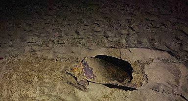 EKODOSD'tan Caretta Caretta uyarısı