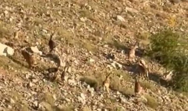 Elazığ'da dağ keçileri görüntülendi