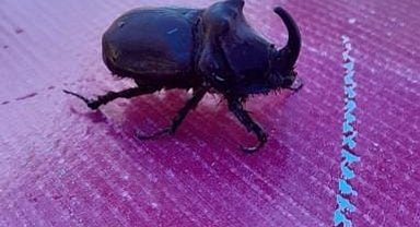 Elazığ'da gergedan böceği görüldü