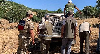 Elazığ'da kene ve zararlı böceklerle biyolojik mücadele çerçevesinde doğaya keklik salımı gerçekleşti