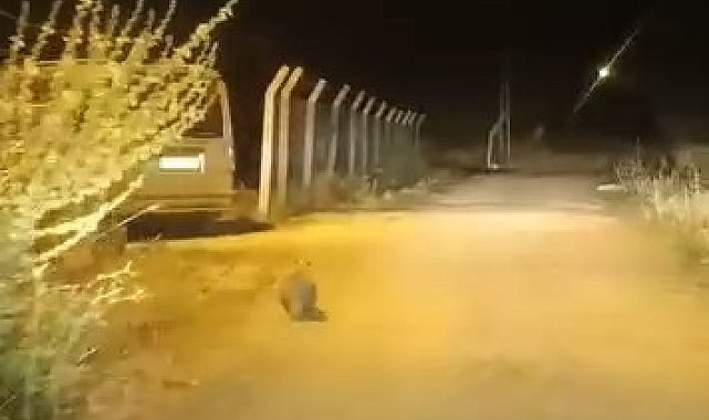 Elazığ'da kırmızı listede bulunan porsuk görüldü