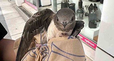 Elazığ'da yaralı ebabil, tedavi altına alındı