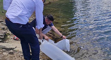 Emet'te baraj ve göletlere 40 bin 700 aynalı sazan balığı yavrusu bırakıldı