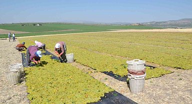 Erkenci üzümde hem hasat hem kurutma başladı