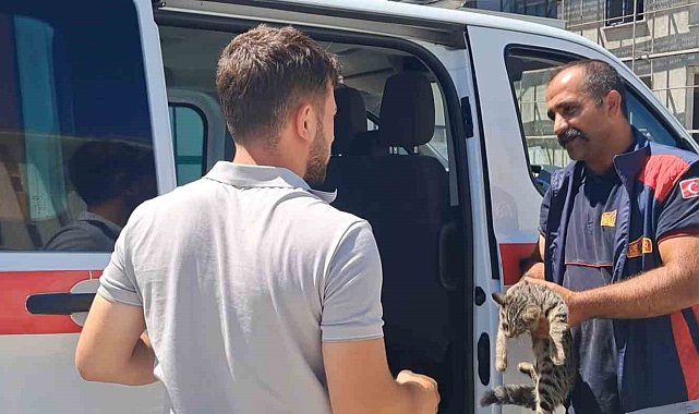 Erzincan'da aracın motor bölmesine sıkışan kediyi itfaiye ekipleri kurtardı