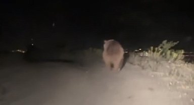 Erzincan'da boz ayı yola indi