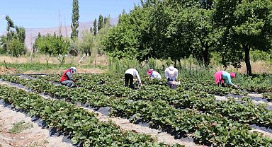 Erzincan'da çilek hasadı