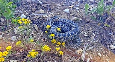 Erzincan'da koca engerek yılanı görüntülendi