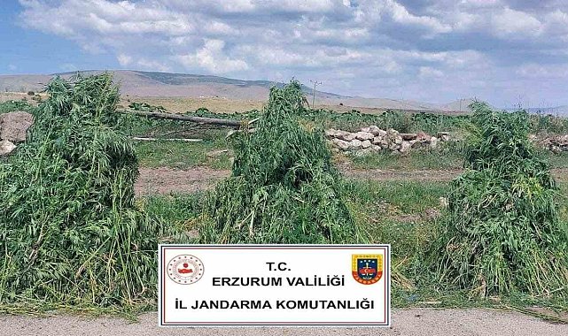 Erzurum'da 401 bin 676 kök kenevir imha edildi
