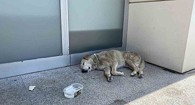 Eskişehir'deki sıcaklar köpekleri de etkiledi