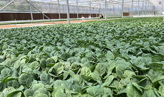 Eskişehir'den 10 milyon bitki fidesi Türkiye'nin dört bir yanına gönderiliyor