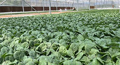 Eskişehir'den 10 milyon bitki fidesi Türkiye'nin dört bir yanına gönderiliyor